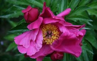 Mayflower God Peony Desktop Wallpaper Flower