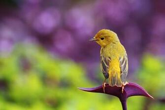 Little Bird On Flower Wallpaper Allwallpaper In Pc En