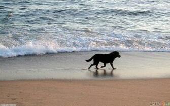 Title Dog On Beach Uploader Anonymous Licence Category Nature Tags