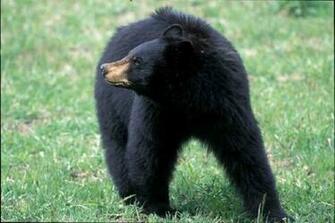 Kb Jpg Black Bear Background Wallpaper