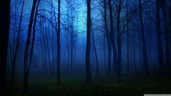 Night In The Forest 4k HD Desktop Wallpaper For Dual Monitor