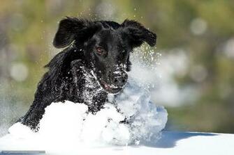 Wallpaper Dog Winter Snow Run Desktop In