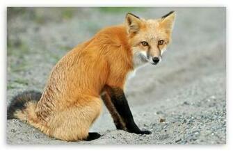 Red Fox HD Desktop Wallpaper Widescreen High Definition