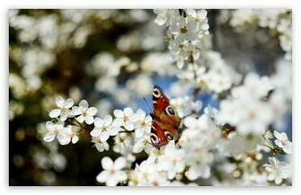Spring Wallpaper
