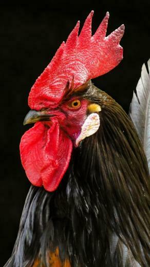 Rooster Muzzle Bird Wallpaper Galinhas E Galos