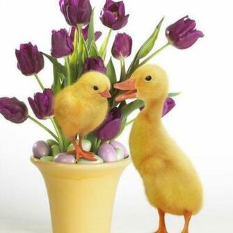 Easter Ducks Wallpaper For iPad