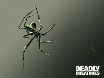 Black Widow Deadly Creatures