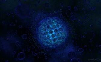 Protist HD Wallpaper Pc Background Widescreen