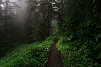Tree Dark Green Forest Nature Path HD Wallpaper