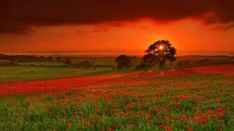 Autumn Sun Flowers Orange Red Wallpaper Background 4k Ultra HD