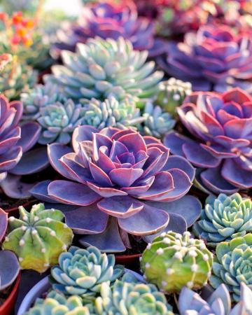 Linda Orden Armon A Sensaci N De Frescura Succulents Planting