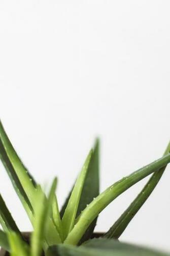 Aloe Vera Pictures HD Image