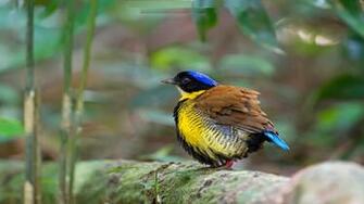 Gurneys Pitta HD Desktop Wallpaper Beautiful Birds