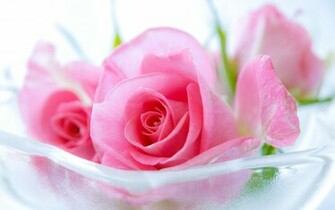 Wallpaper Pink Roses Widescreen