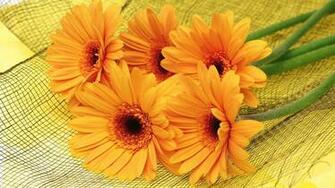 Gerbera Yellow Flower Wallpaper