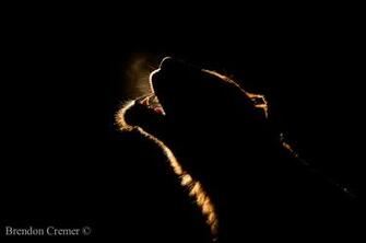Queen Of The Night By Brendon Cremer Earth Shots