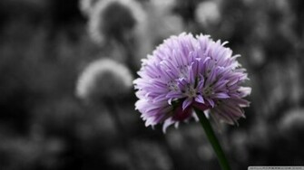 Purple Flower On Black And White Background Wallpaper