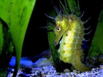 Sea Horse Wallpaper
