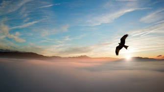 Bird Flying Over Clouds 4k Wallpaper HD Birds