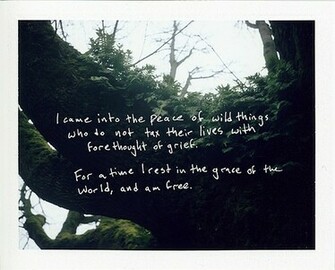 Live In Peace Quotes