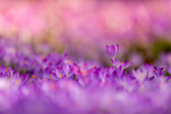 Nature Crocus 8k Ultra HD Wallpaper