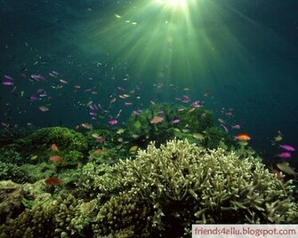 Ocean Life Wallpaper Quotes