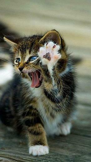 High Five Cat Moto E Wallpaper