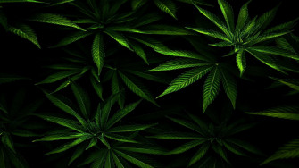 Wallpaper Foto Dari 4k Marijuana