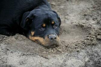 Rottweiler Wallpaper
