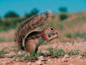 Baby Squirrel Wallpaper Image Search Results