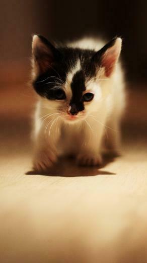 Funny Cat iPhone Wallpaper Cute