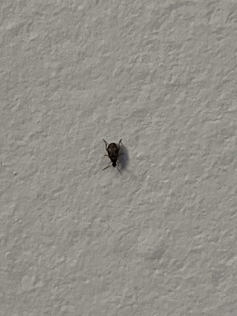 What Is This Wallpaper