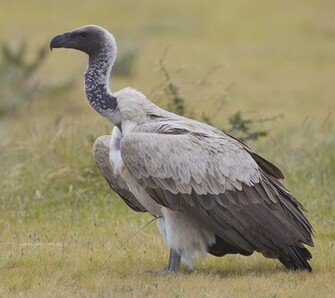 Vulture Wallpaper Wallpaper9