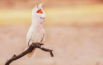 Wallpaper Background Bird Branch Parrot Cockatoo Image For