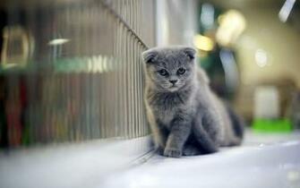 Grumpy Gray Kitten Wallpaper Stock Photos