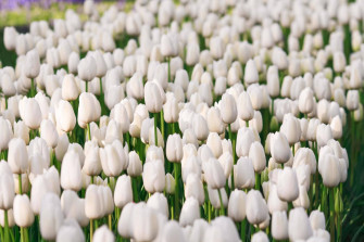 White Flower iPhone Wallpaper