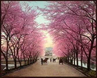 Three Cheers For Cherry Blossoms And A Giveaway
