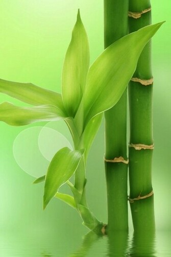 Background Green Bamboo From Category Nature Wallpaper For iPhone