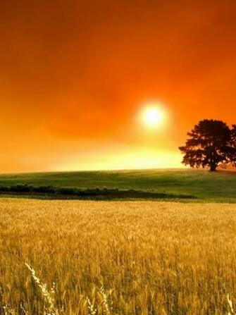 Corn Field Sunset Grass Trees iPad Wallpaper