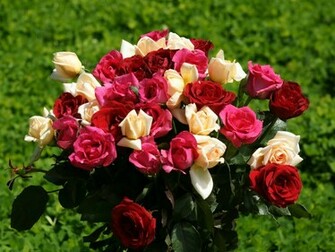 Roses Wallpaper Colorful Rose Bouquet