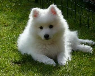 Image Spitz Samoyed Dog Dogs White Glance Animals