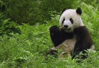 Wallpaper Panda Grass Bamboo Desktop Animals Goodwp