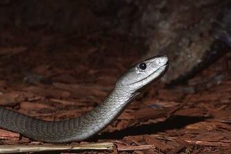 Black Mamba HD Wallpaper Sa