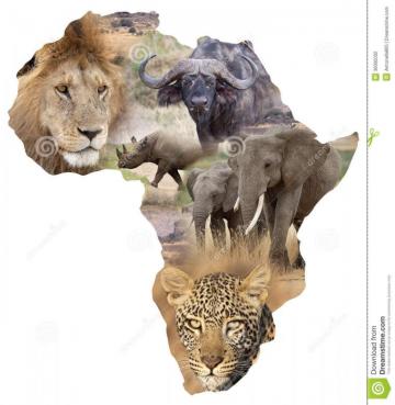Panthera Leo Tree Of Life Web Project Auto Design