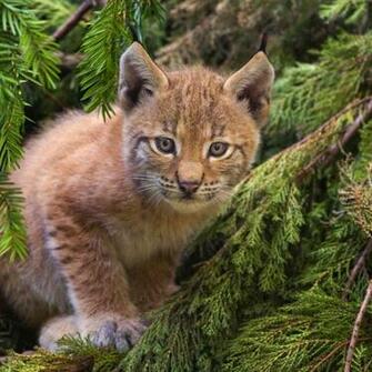 Animal Bobcat Wallpaper