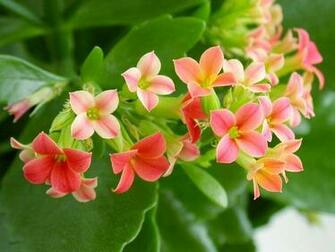 Flowers High Resolution Wallpaper HD