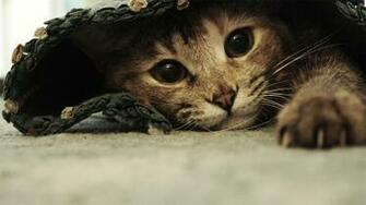 Funny Cat Wallpaper HD Imagebank Biz