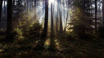 Sunlight In The Woods Wallpaper