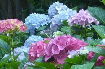 Lovely Hydrangeas Wallpaper
