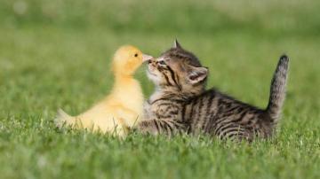 Kittens Animals Cats Cat Wallpaper Android iPhone